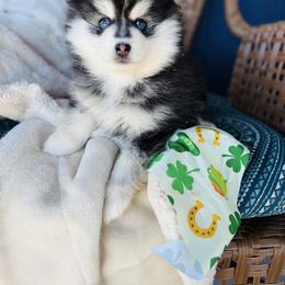 Boy 3 - Black and white male Pomsky puppy in Yavapai County, Arizona from Pawsh Pomskies