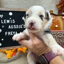 Freya - Blue merle female Australian Shepherd puppy in Purcell, Oklahoma from Lewis Aussie’s & Corgi’s