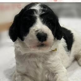 Daisy/Acadia - Sheepadoodle puppy in Bloomfield, New Jersey from C3 Sheepadoodles