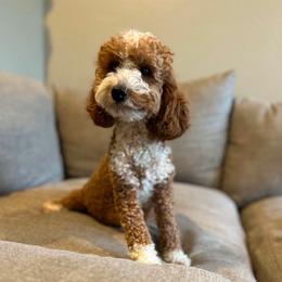Corbyn - Goldendoodle
