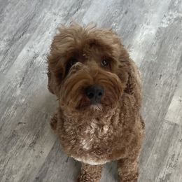Lilly - Australian Labradoodle
