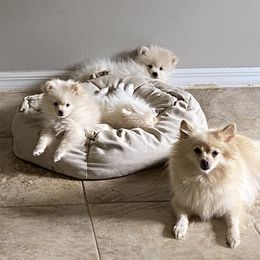 French Bulldog and Pomeranian Puppies from Legendary French Bulldogs