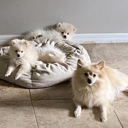 French Bulldog and Pomeranian Puppies from Legendary French Bulldogs