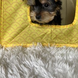 Yorkshire Terrier Puppies from Pretty Little Yorkies