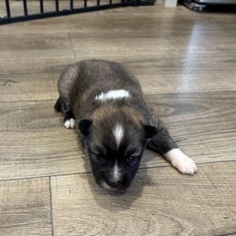 Biscuit - Wolf sable female Pomsky puppy in Tonasket, Washington from Washington Pomskies
