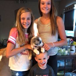Aussiedoodle, Australian Shepherd, Miniature American Shepherd, and Miniature Australian Shepherd Puppies from Bline Family Farm