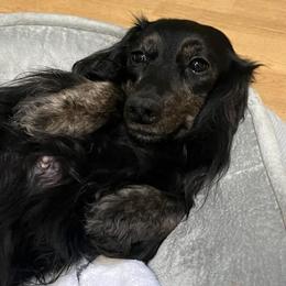 Willow - Dachshund