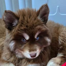 Abbie Caddaby - Red and white female Siberian Husky puppy in East Tawas, Michigan from BurnsBerg's Woolies