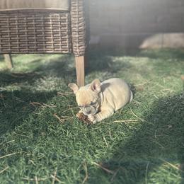 Pistachio - Fawn female French Bulldog puppy in Estes Park, Colorado from Camper Puppy