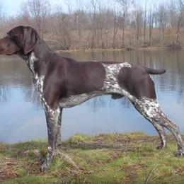 German Shorthaired Pointer Puppies from Keystone Gun Dogs/vom Schlussstein Shorthairs