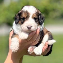 Treasure - Sable male Bernedoodle puppy in Kansas City, Missouri from Beary GoldenDoodles