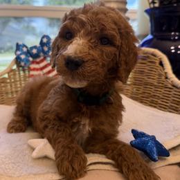 Boy 3 - Chocolate male Goldendoodle puppy in Clermont, Florida from Da Ruba Doodles