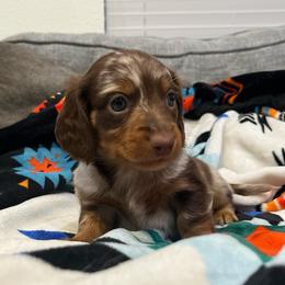 Reeces - Dapple male Dachshund puppy in Gainesville, Texas from Diamond B Doxies