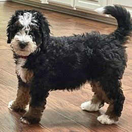 Bernedoodle Puppies from Hilary’s Doodle Ranch