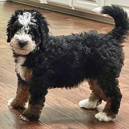 Bernedoodle Puppies from Hilary’s Doodle Ranch