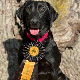 1st Pick Black Male - Black male Labrador Retriever puppy in Berlin, Wisconsin from Gypsy Miracle Kennels