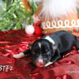 Girl 1 - Black tri female Miniature Australian Shepherd puppy in Elgin, Oregon from LongMile Aussies
