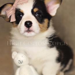 American Corgi and Pembroke Welsh Corgi Puppies from High Cotton Corgis