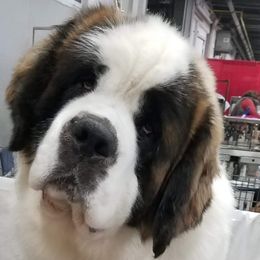 Ghost - Saint Bernard