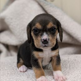 Female 1 - Black tan and white female Beagle puppy in Baltimore, Maryland from Country Acres Farm
