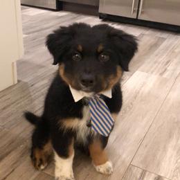 Australian Shepherd Puppies from RyCharlian Oaks