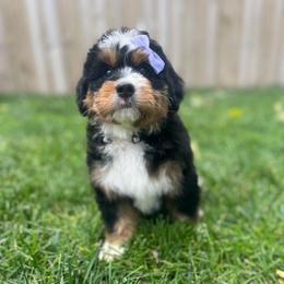 Pauline-Light Purple - Tri-color female Bernedoodle puppy in Casper, Wyoming from 307 Doodles