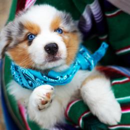 King Louis - Blue merle male Australian Shepherd puppy in Paola, Kansas from Tiz Ranch