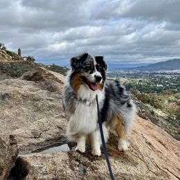 Anatolian Shepherd Dog and Australian Shepherd All Grown Up from Tina Burks