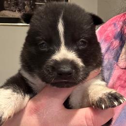Male 2 (white around muzzle) - Black and white male Siberian Husky puppy in Doswell, Virginia from Shinko Siberians