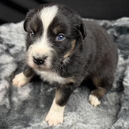 Boy 4: Denver - Black tri-color male Australian Shepherd puppy in Volant, Pennsylvania from Addie's Aussies