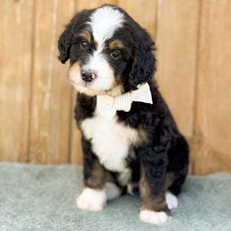 Arnold - Boy 5 - Tri-color male Bernedoodle puppy in Bellville, Ohio from Bernedoodle Buddies