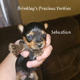 Sebastian - Black and tan male Yorkshire Terrier puppy in West Plains, Missouri from Brinkley Yorkies