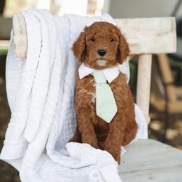 Grey collar boy - Red  male Goldendoodle puppy in Spokane, Washington from Beloved_doodles_WA