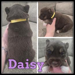 Daisy - Red and white female Siberian Husky puppy in Wheeler, Michigan from Haase Family Kennels