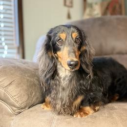 Dachshund puppies from Beaver Creek Kennels