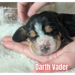 Darth Vader - Brown black and white male Basset Hound puppy in Scottsdale, Arizona from Floppy Eared Friends Bassett Hounds