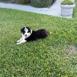 Blue - Black tri-color male Australian Shepherd puppy in Fontana, California from J.O Family Aussies