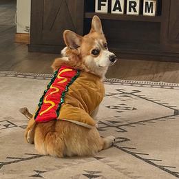 Hank - Red male Pembroke Welsh Corgi puppy in Northwood, Iowa from Sorrel Sands Corgis