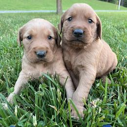 Dachshund and Golden Retriever Puppies from HS Goldens