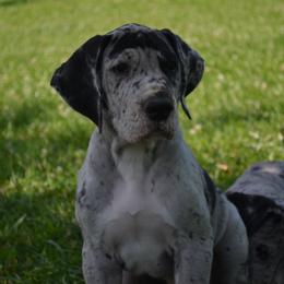 Great Dane Puppies from Ajani's Danes