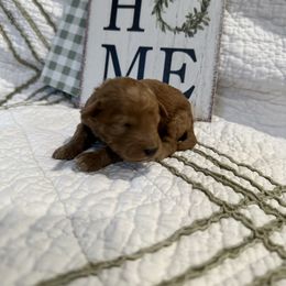 Poodle Puppies from Moore Poodles