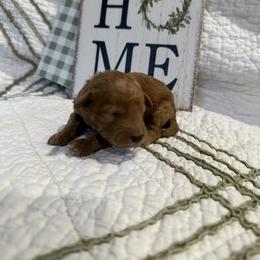 Poodle Puppies from Moore Poodles