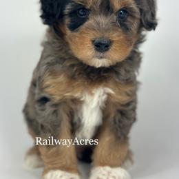 Blaze-Petite - Merle male Goldendoodle puppy in Milford, Indiana from Railway Acres Kennel