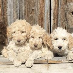Labradoodles from Erin Knight's Labradoodles