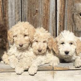 Labradoodles from Erin Knight's Labradoodles