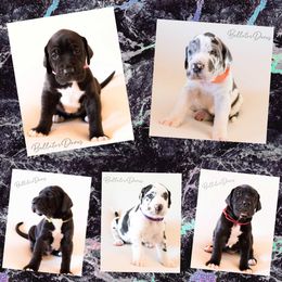 Dachshund and Great Dane Puppies from Bellator Danes & Mini Dachshunds