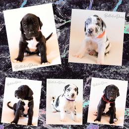 Dachshund and Great Dane Puppies from Bellator Danes & Mini Dachshunds
