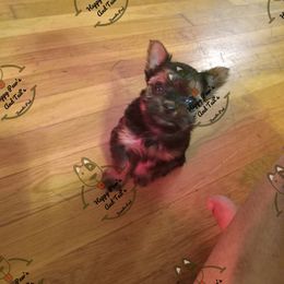 Bulldog and Yorkshire Terrier Puppies from Happy Paw's And Tail's