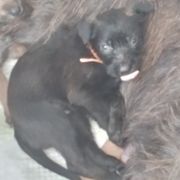 Berger Picard Puppies from Touche Rose