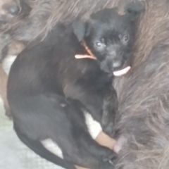 Berger Picard Puppies from Touche Rose